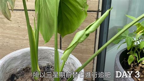 龜背宇|如何照顧龜背芋？9個步驟輕鬆養出健康茂密的綠色天堂